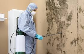 Best Basement Mold Removal  in USA